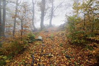 Ukraine, Zakarpattia region, Carpathians, Borzhava, Hillside mountain Munchel, Path leading across autumn woods in morning fog