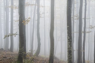 Ukraine, Zakarpattia region, Carpathians, Forest, Borzhava, Autumn forest in morning mist