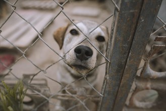 Portrait of dog behind fence in animal shelter