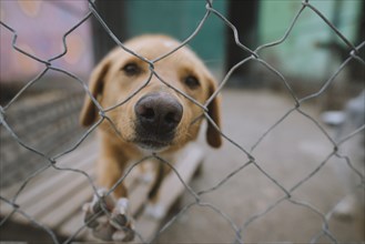 Portrait of sad dog behind fence in animal shelter