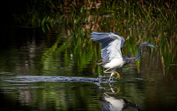 Tricolored heron standing in river
