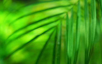 Green fronds