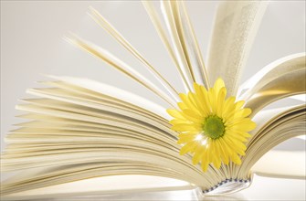 Yellow flower in open book