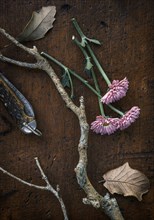Pink flowers, pocket knife, branches and leaves
