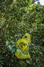 Yellow plastic bag in tree