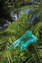 Blue plastic bag on frond