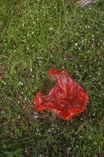 Red plastic bag on grass