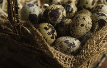 Bird eggs in basket