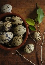 Bird eggs in bowl by branch