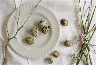 Bird eggs on plate by branches