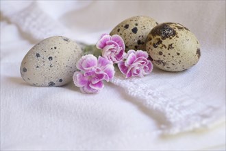 Bird eggs and pink flowers