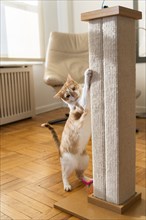 Cat using scratching pole