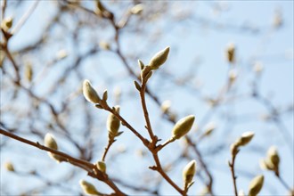 Branches with magnolia buds against sky