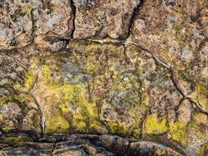 Lichen on rock
