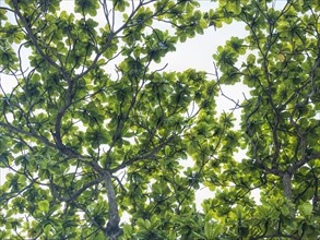 Low angle shot of branches