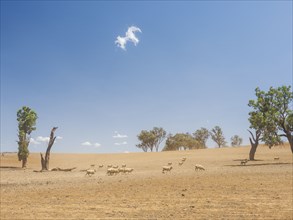 Sheep in dry field