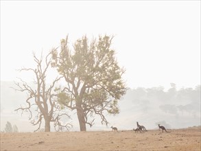 Kangaroos in dry field