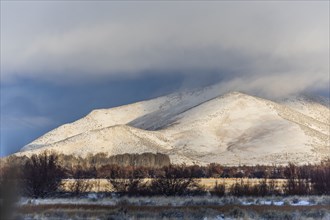 Forest in front of snowy mountain