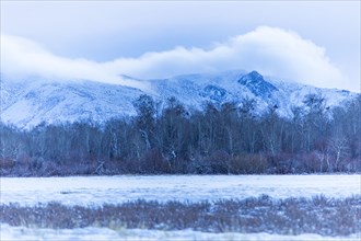 Forest in front of snowy mountain