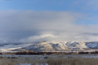 Forest in front of snowy mountain