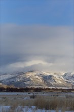 Forest in front of snowy mountain