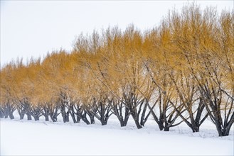 Brown willow trees in snow