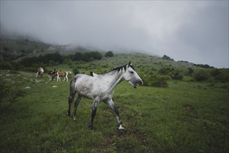 Horses on hill