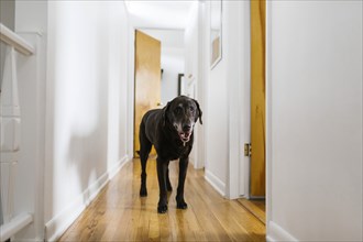 Dog standing in hallway