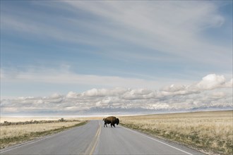 Antelope Island, Utah, USA, Bison (Bison bison) crossing road