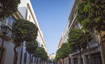 Spain, Andalusia, Saville, Tree lined street
