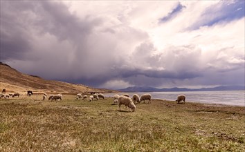 Peru, Sillustani, Sheep grazing in arid landscape