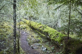 USA, Washington, San Juan County, Orcas Island, Mossy log in forest