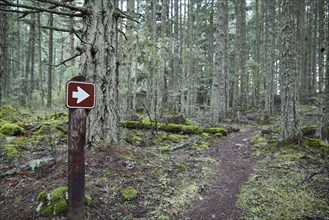 USA, Washington, San Juan County, Orcas Island, Path in forest