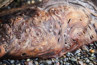 Detail of gnarled wood