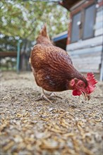 Pecking chicken in farm