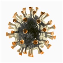 Digitally generated Coronavirus model on white background