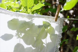 White tablecloth drying on clothesline at green leaves
