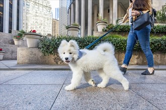 USA, California, San Francisco, Samoyed puppy on walk in city