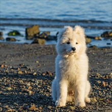 USA, California, San Francisco, Portrait of samoyed puppy on beach