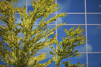 USA, Washington, Seattle, Tree against sky reflected in glass facade