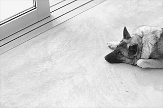 Dog lying down near entrance door