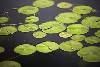Water lily leaves on surface of pond