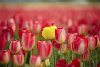 Yellow tulip among red ones