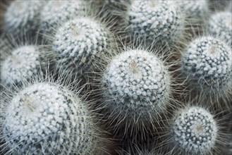 Close up of cacti