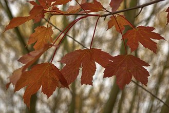 Maple leaves on branch in autumn