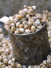 Edible snails in bucket for sale