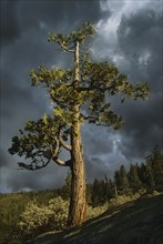 USA, Arizona, Sedona, Juniper tree against storm clouds