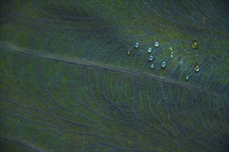 Close-up of dew on leaf