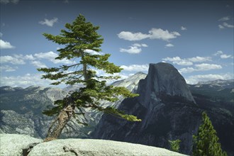 USA, California, Yosemite, Juniper tree in mountains
