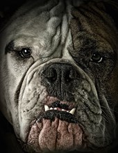 Portrait of bulldog